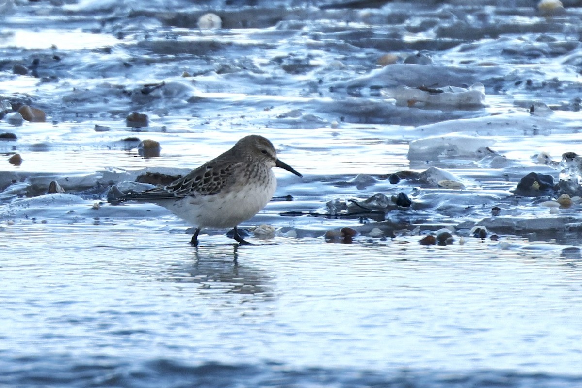 Бонапартов песочник - ML646607628