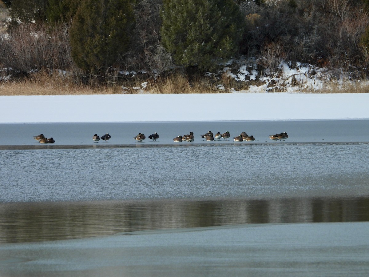 Американская свиязь - ML646607631
