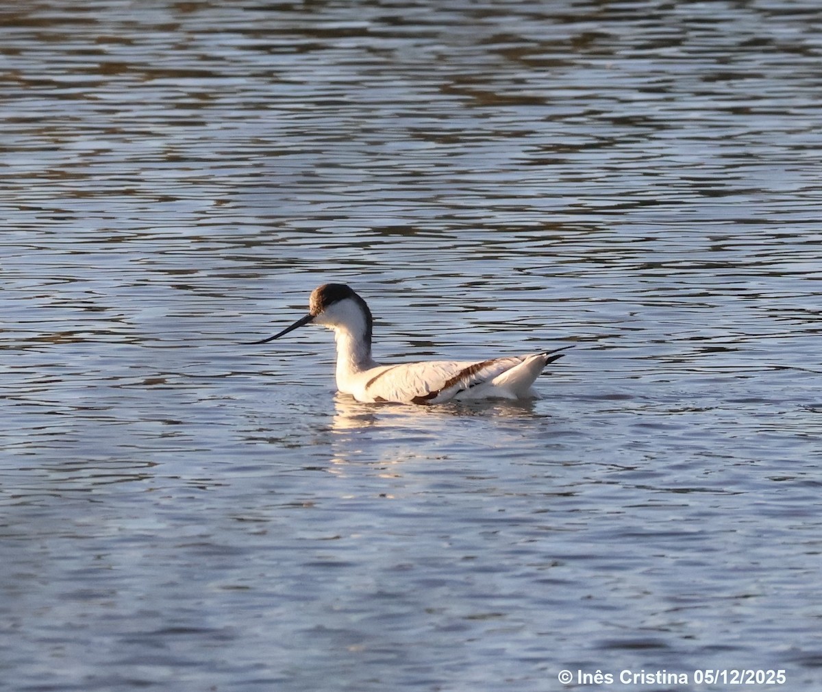Pied Avocet - ML646607633