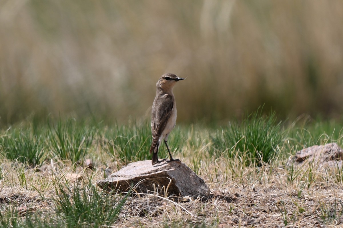 isabellasteinskvett - ML646607634