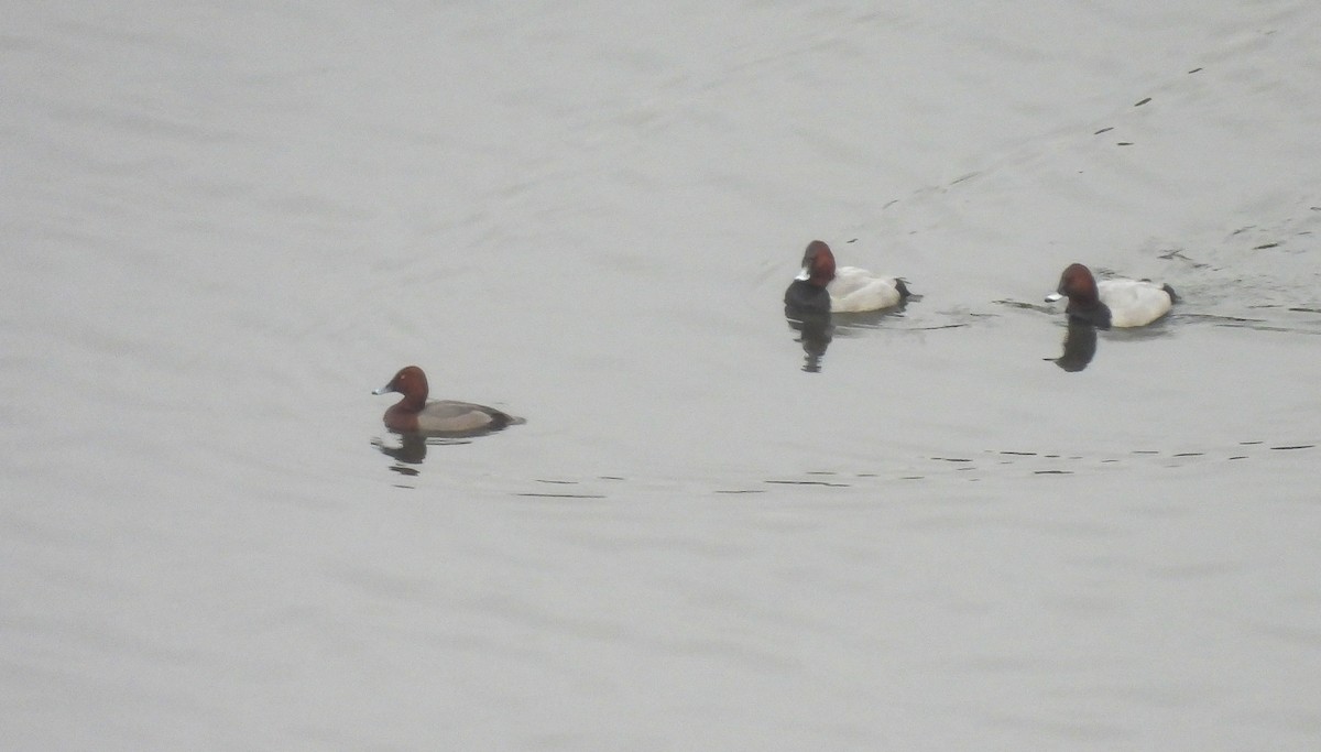 雑種 ホシハジロ ｘ メジロガモ - ML646607636