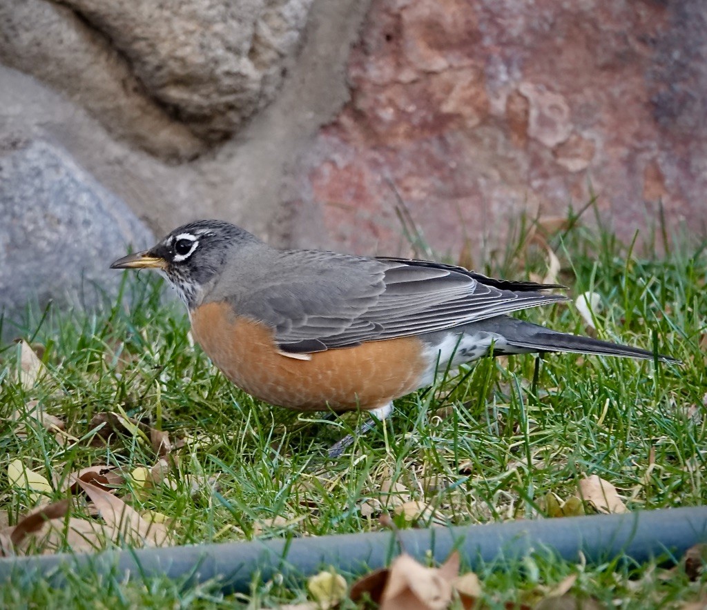 Zozo papargorria - ML646607640