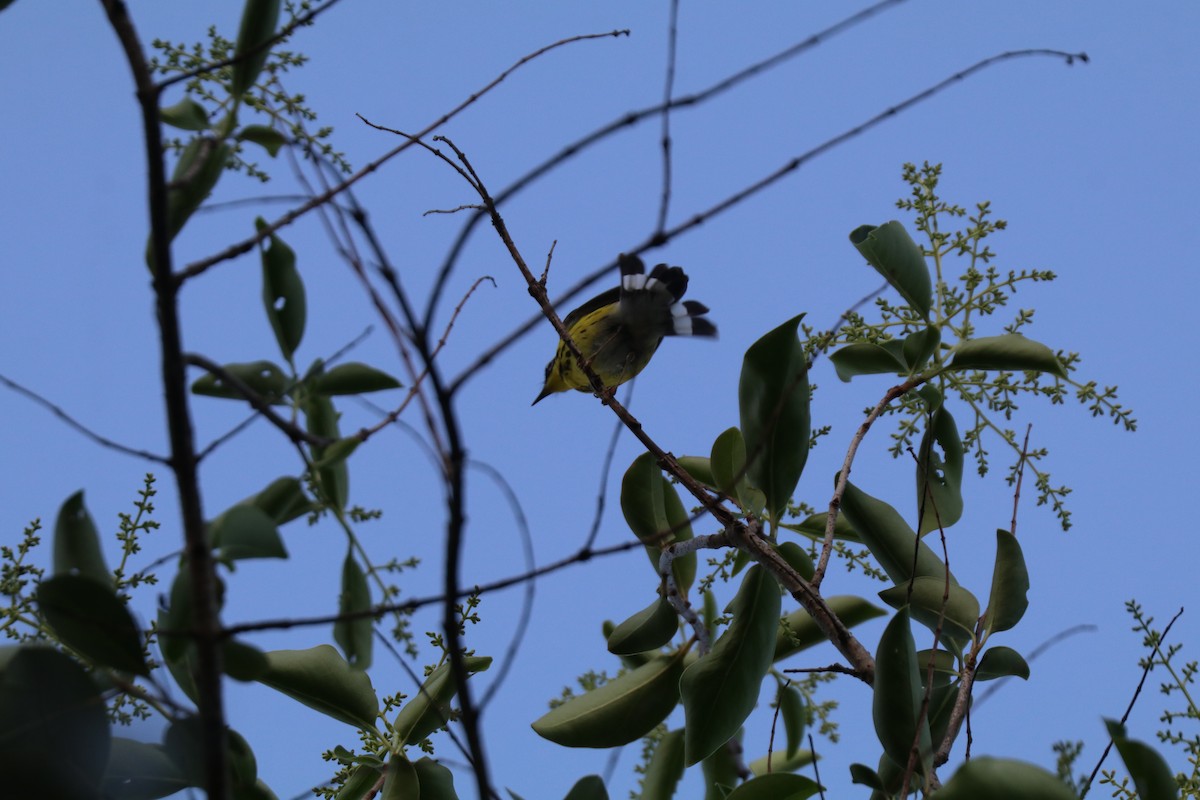 סבכון לבן-זנב - ML646607642