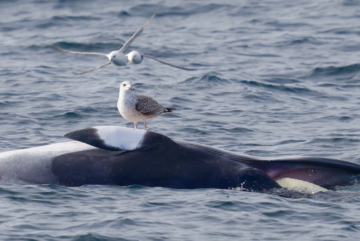 שחף ימי - ML646607643
