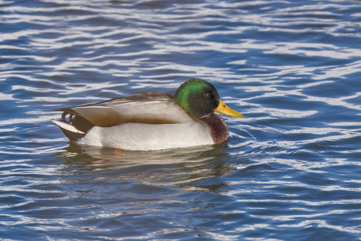ברכיה - ML646607644
