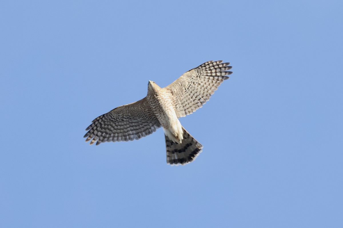 Cooper's Hawk - ML646607646