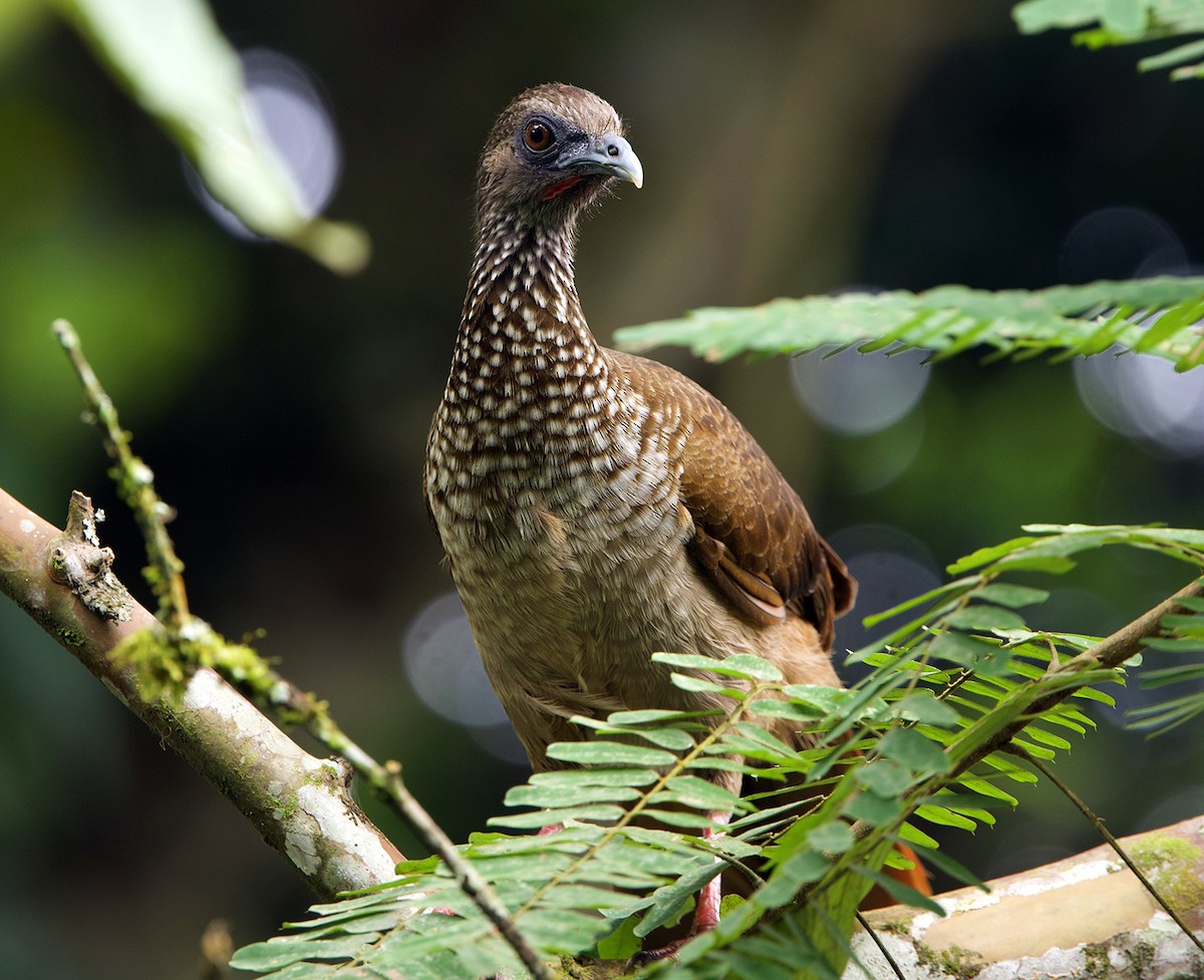 čačalaka kropenatá - ML646607648