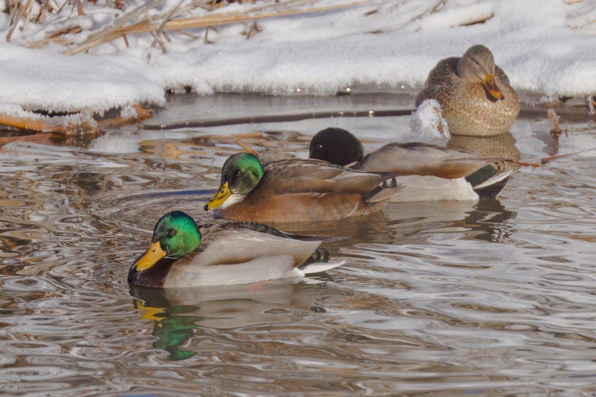 ברכיה - ML646607652