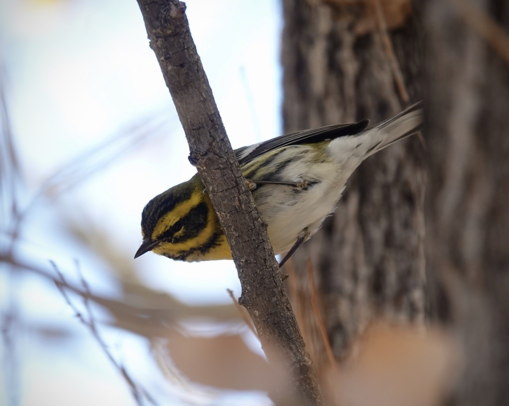 Townsend's Warbler - ML646607653