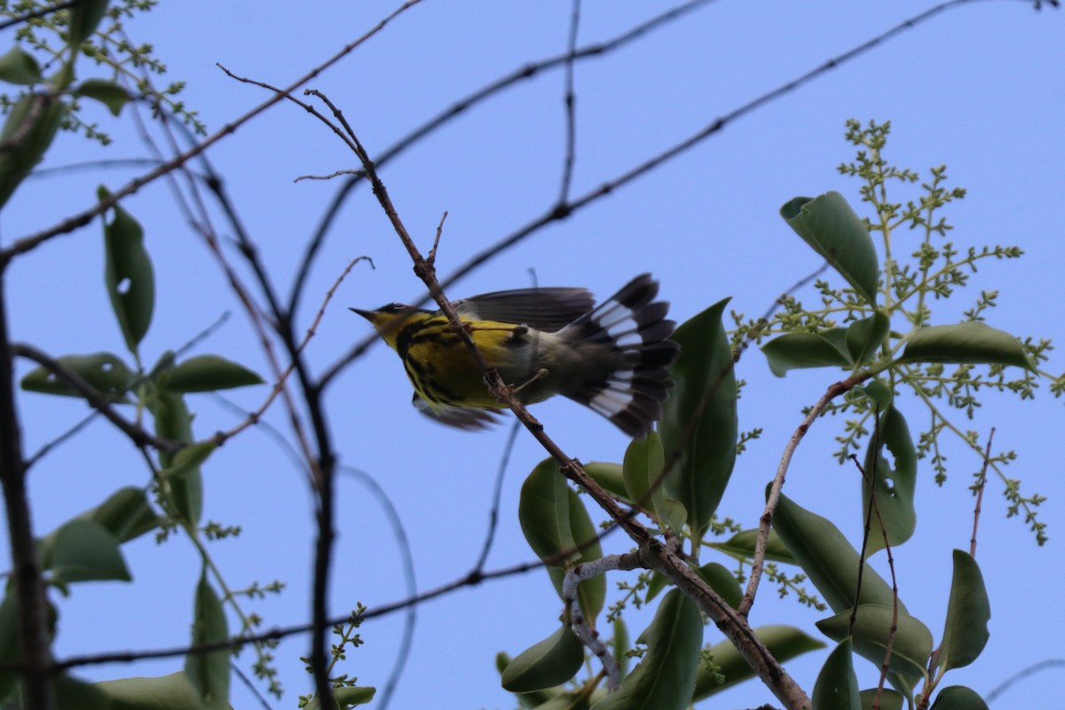 סבכון לבן-זנב - ML646607655