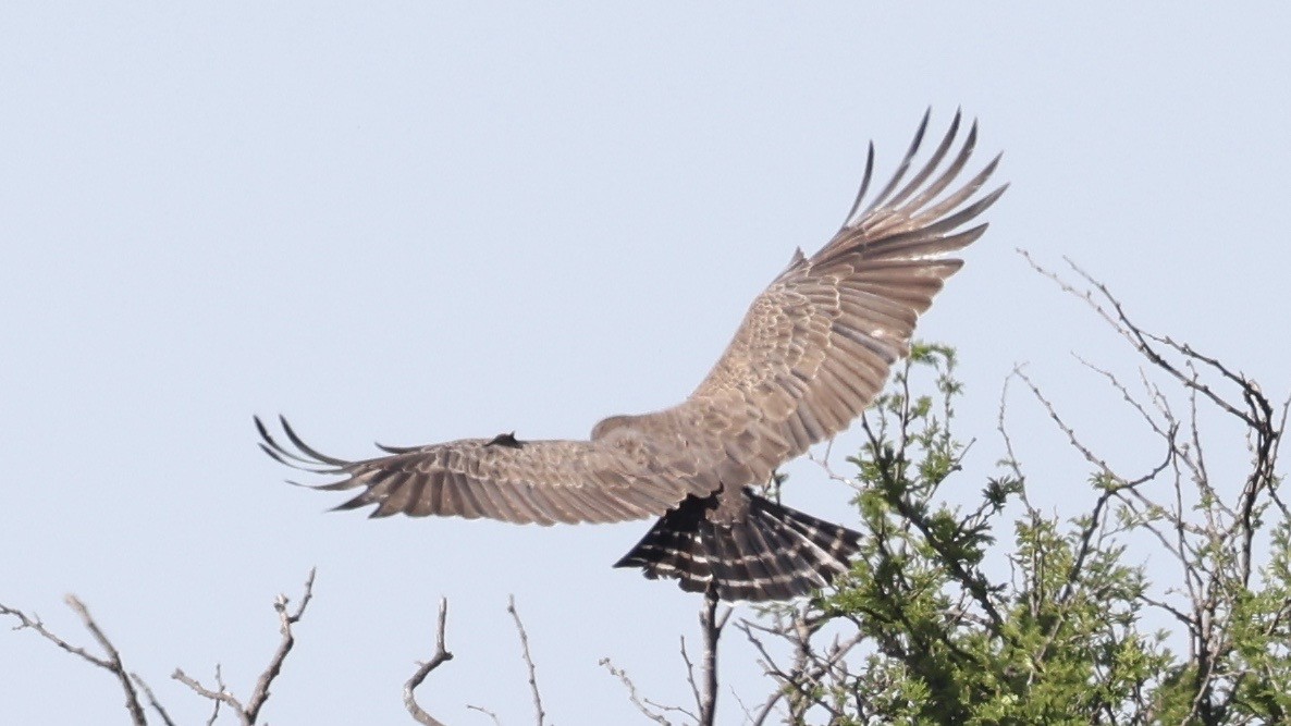 Brown Snake-Eagle - ML646607656