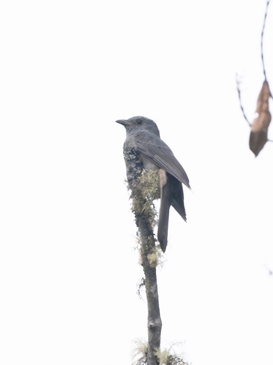 Dusky Piha - ML646607657