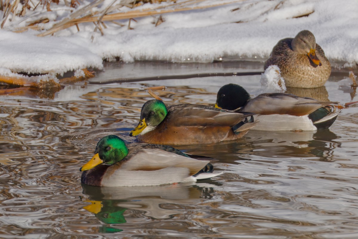 ברכיה (מבויתת) - ML646607658