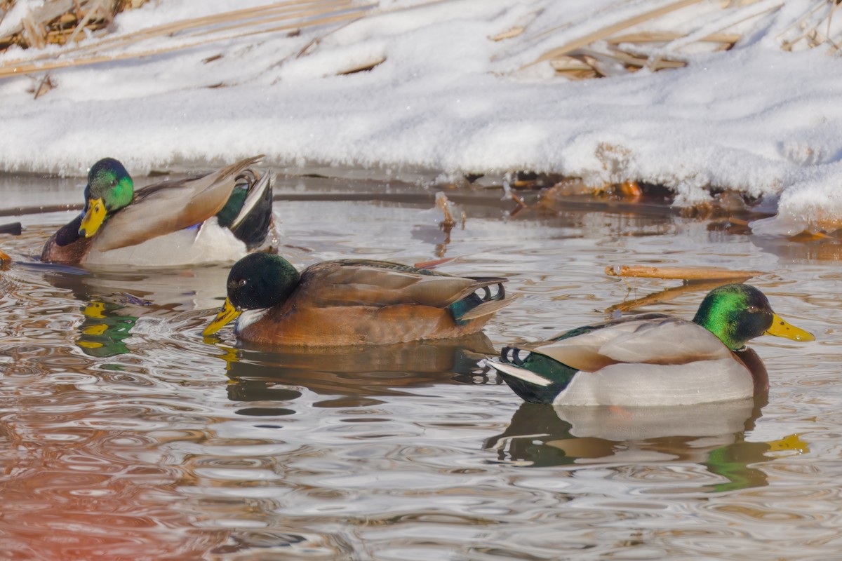 ברכיה (מבויתת) - ML646607659