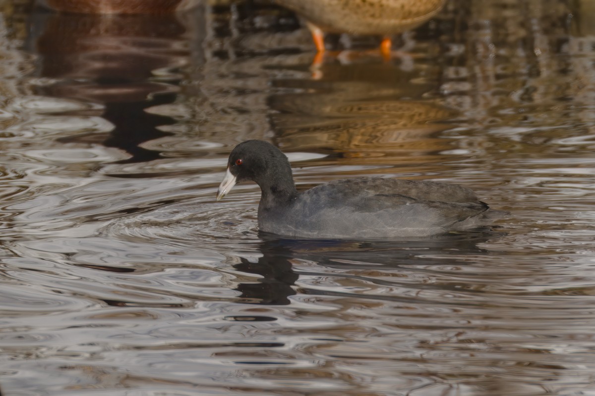 אגמית אמריקנית - ML646607662