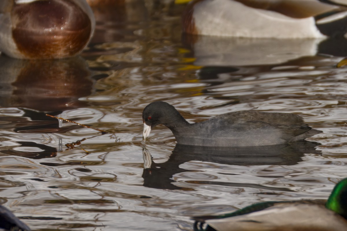 אגמית אמריקנית - ML646607663