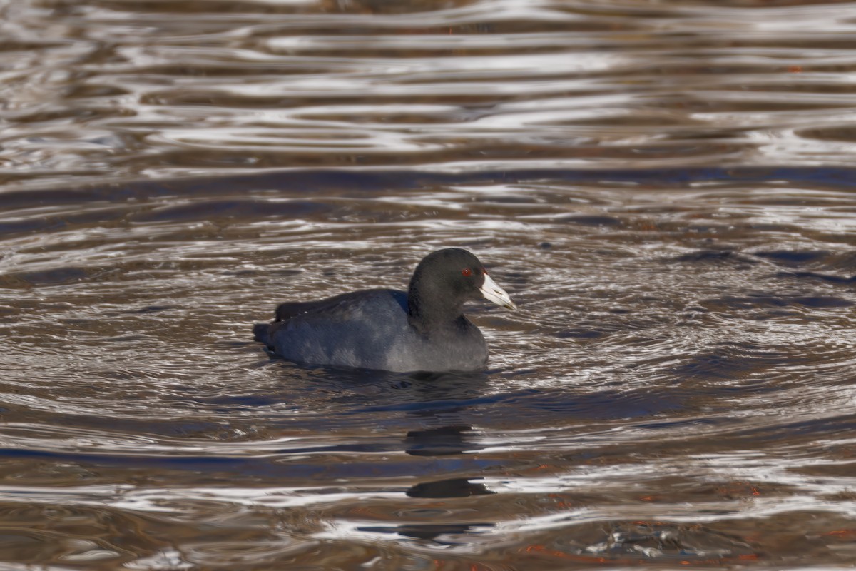 אגמית אמריקנית - ML646607664