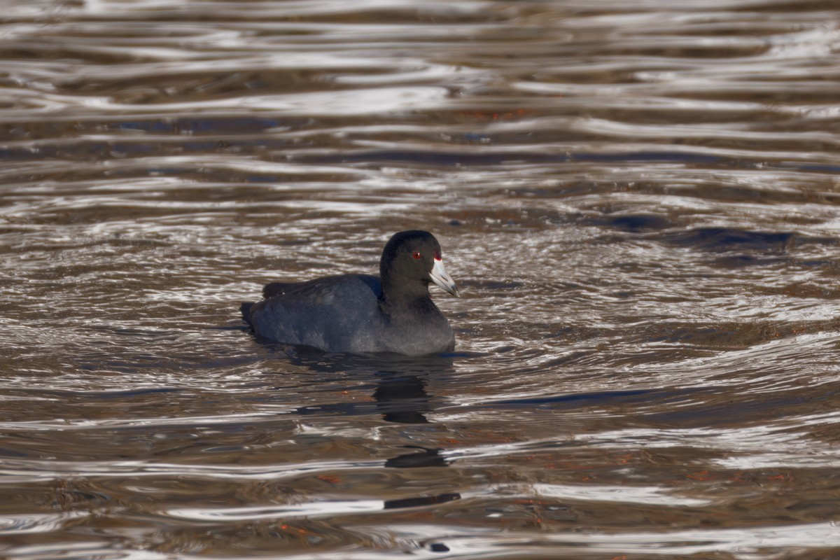 אגמית אמריקנית - ML646607665