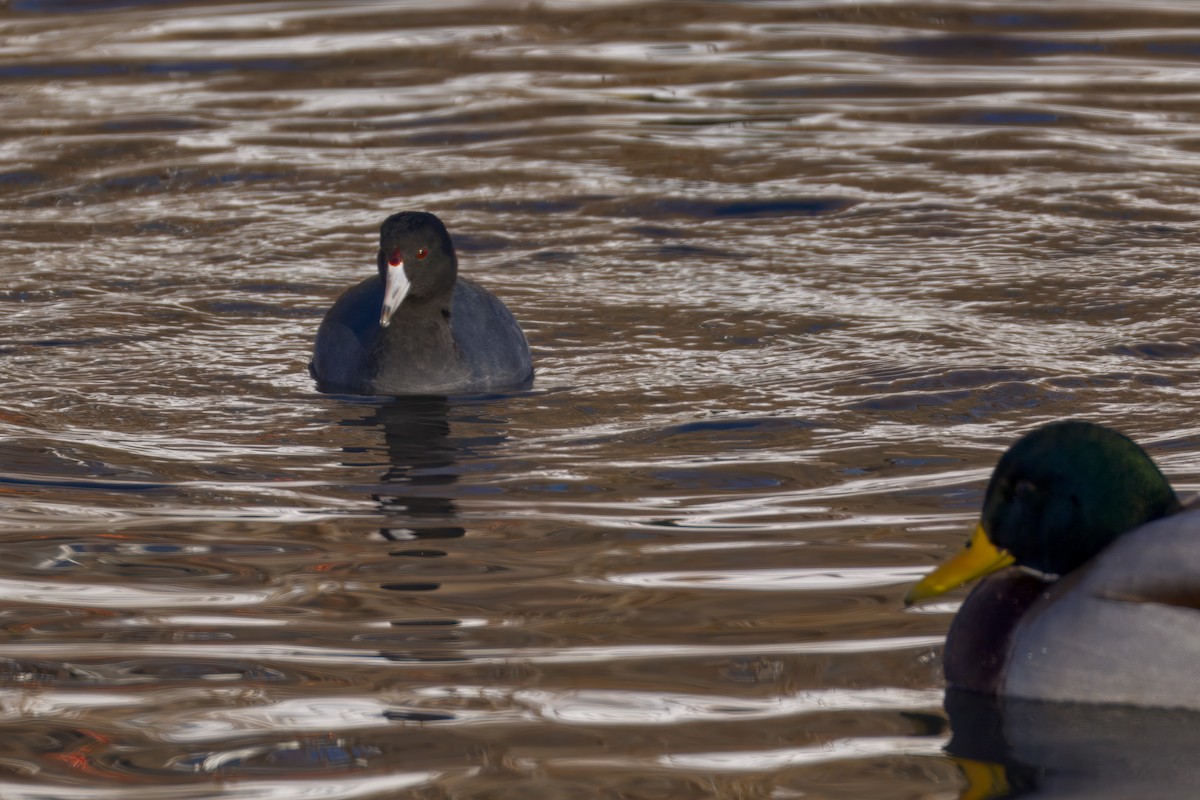 אגמית אמריקנית - ML646607666