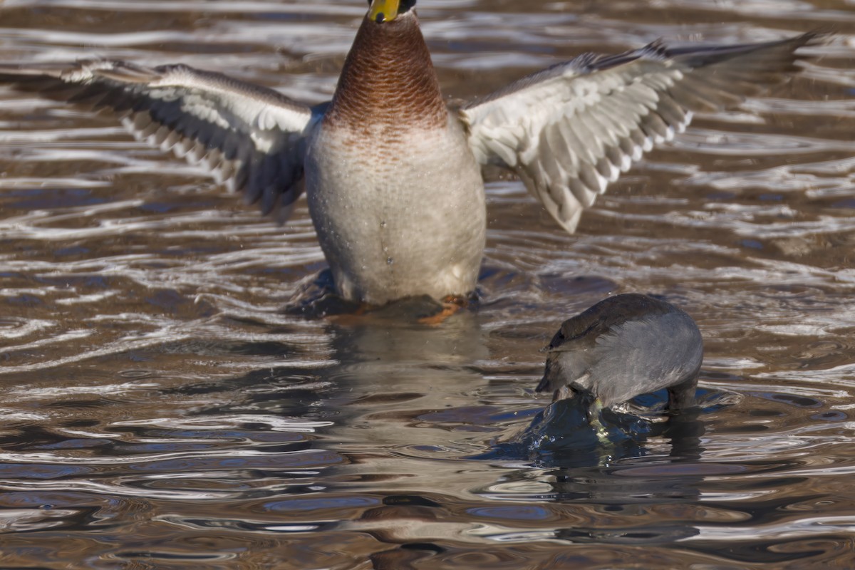אגמית אמריקנית - ML646607667