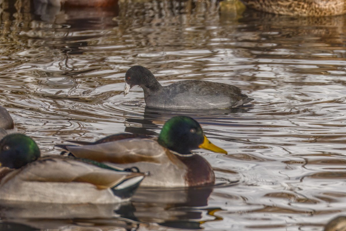 אגמית אמריקנית - ML646607668