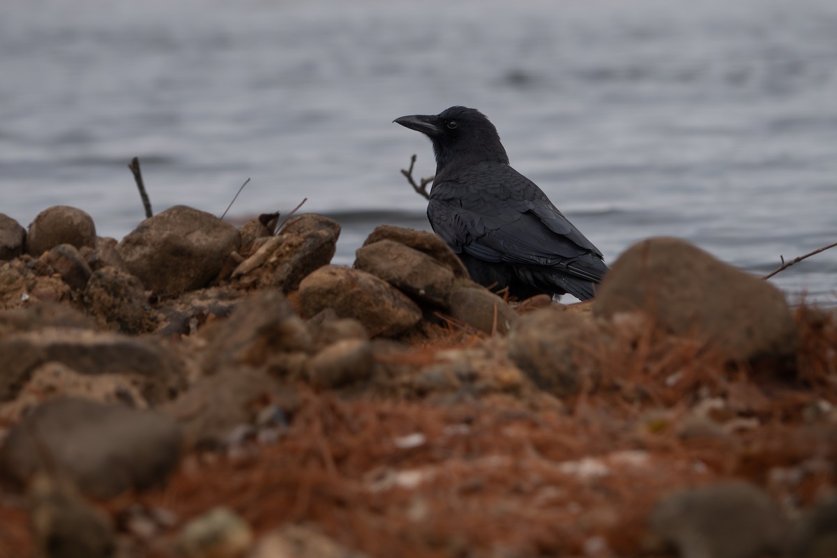 American Crow - ML646607670