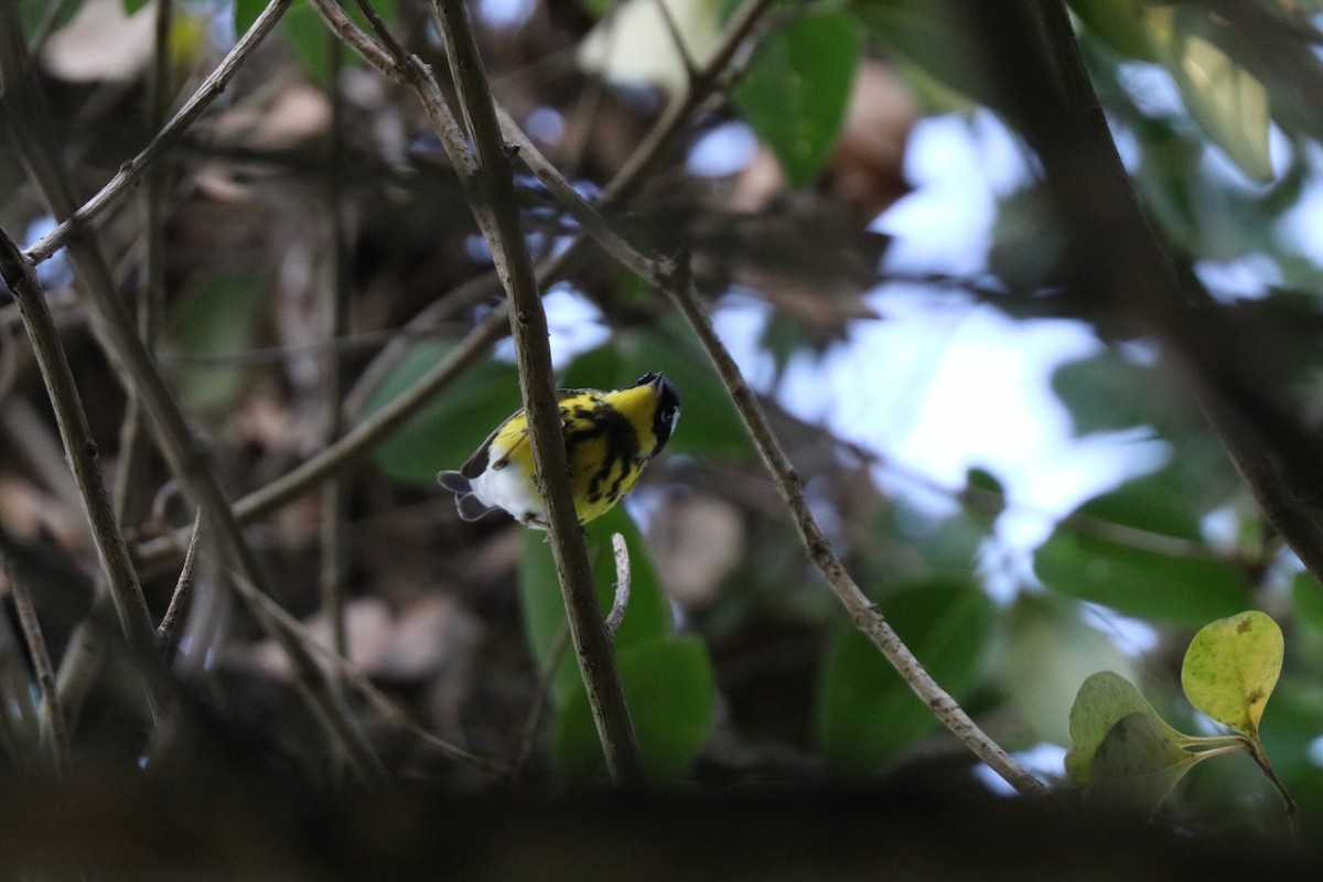 סבכון לבן-זנב - ML646607672