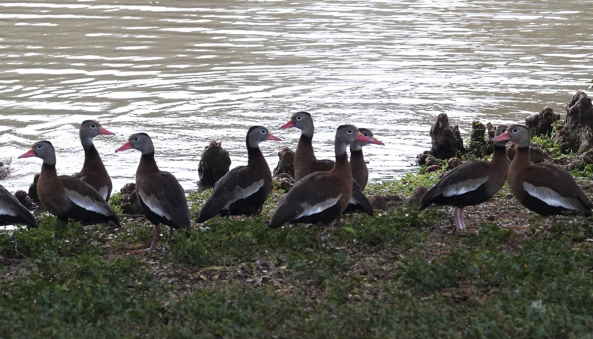 Black-bellied Whistling-Duck - ML646607673