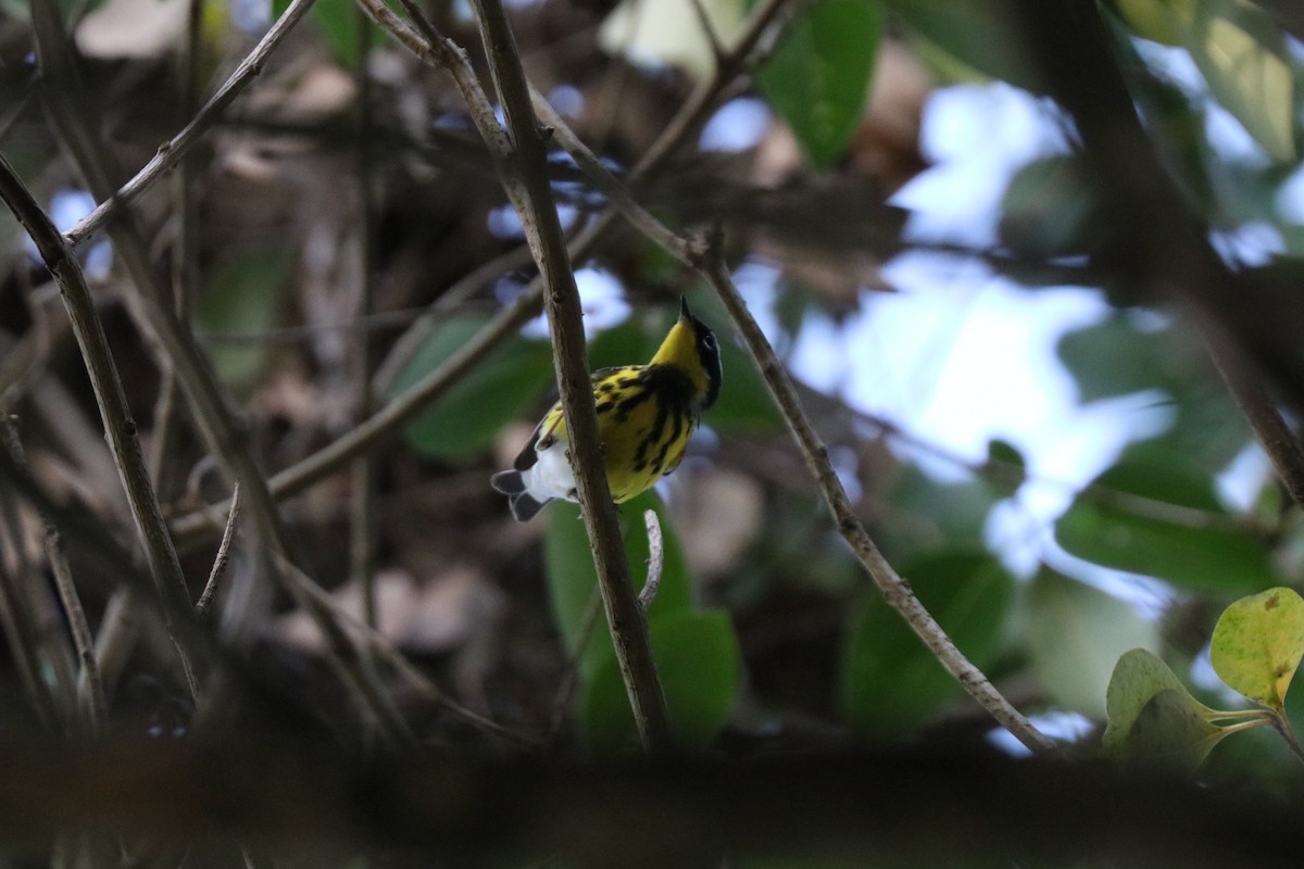 Magnolia Warbler - ML646607674
