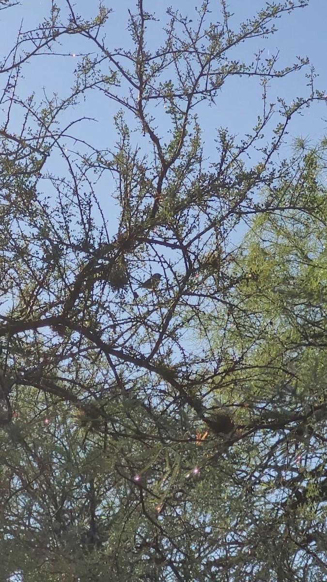 Plain Tyrannulet - ML646607676