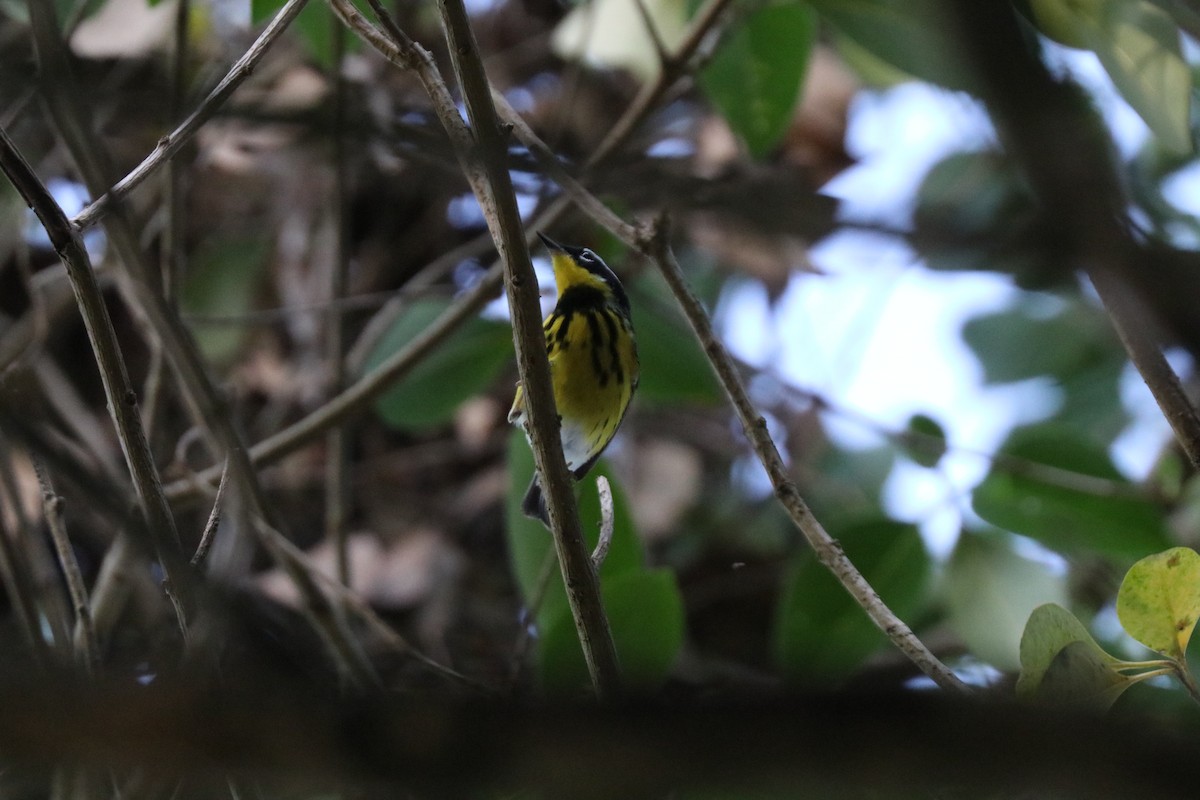 Magnolia Warbler - ML646607678