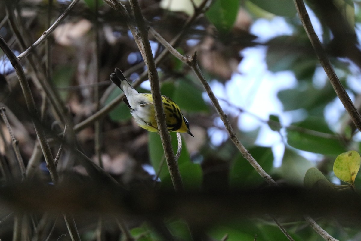 Magnolia Warbler - ML646607679