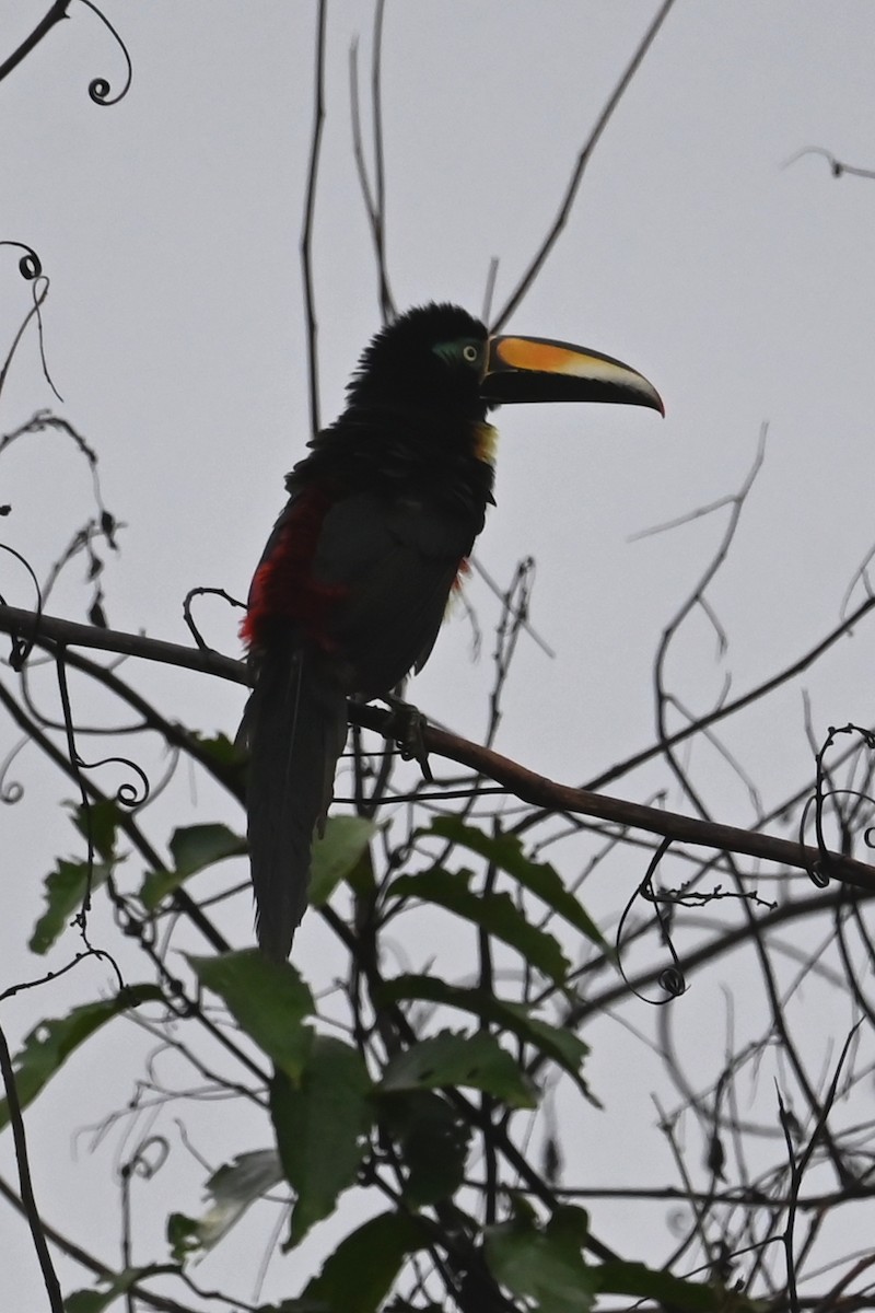 Many-banded Aracari - ML646607680
