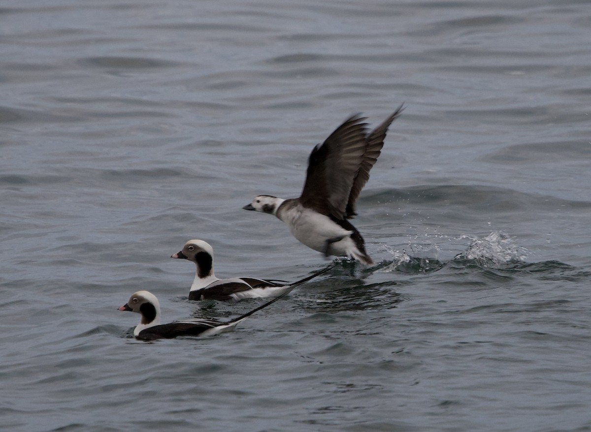 Long-tailed Duck - ML646607681