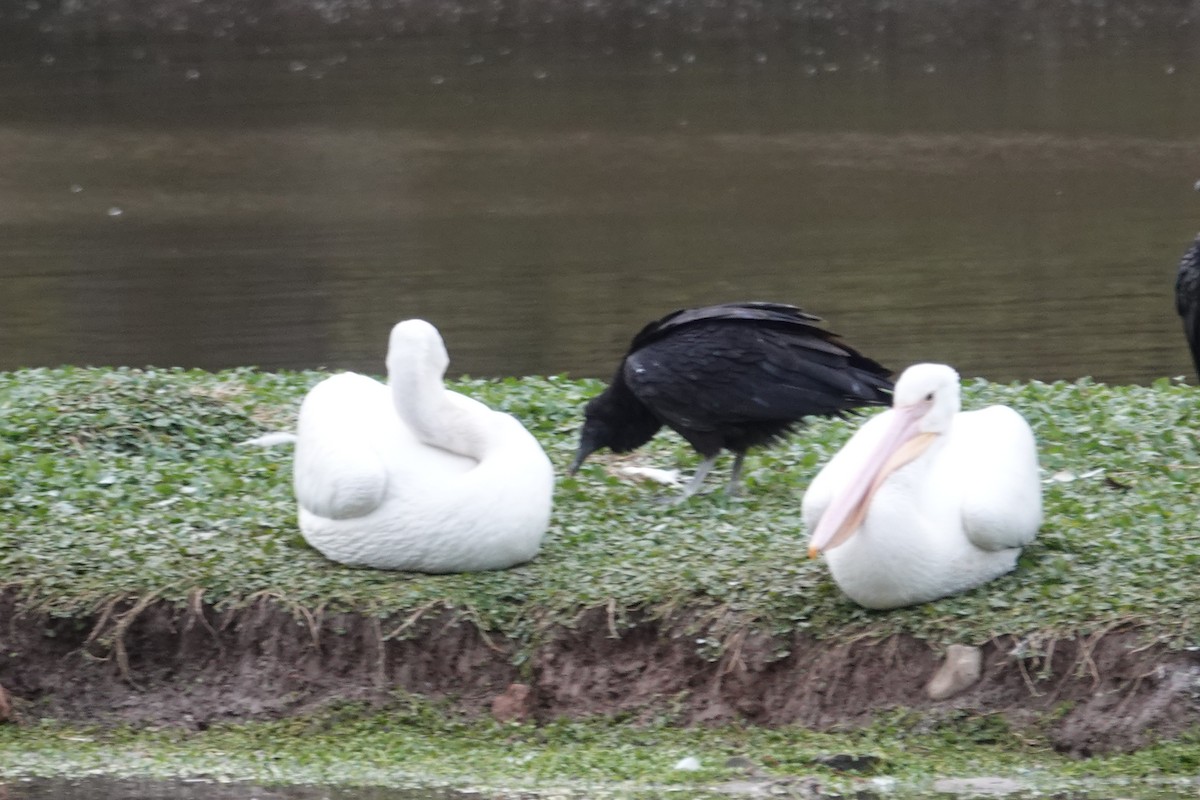 American White Pelican - ML646607682