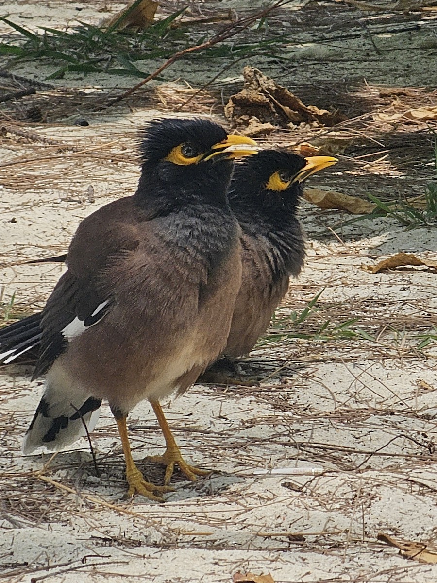 Common Myna - ML646607684