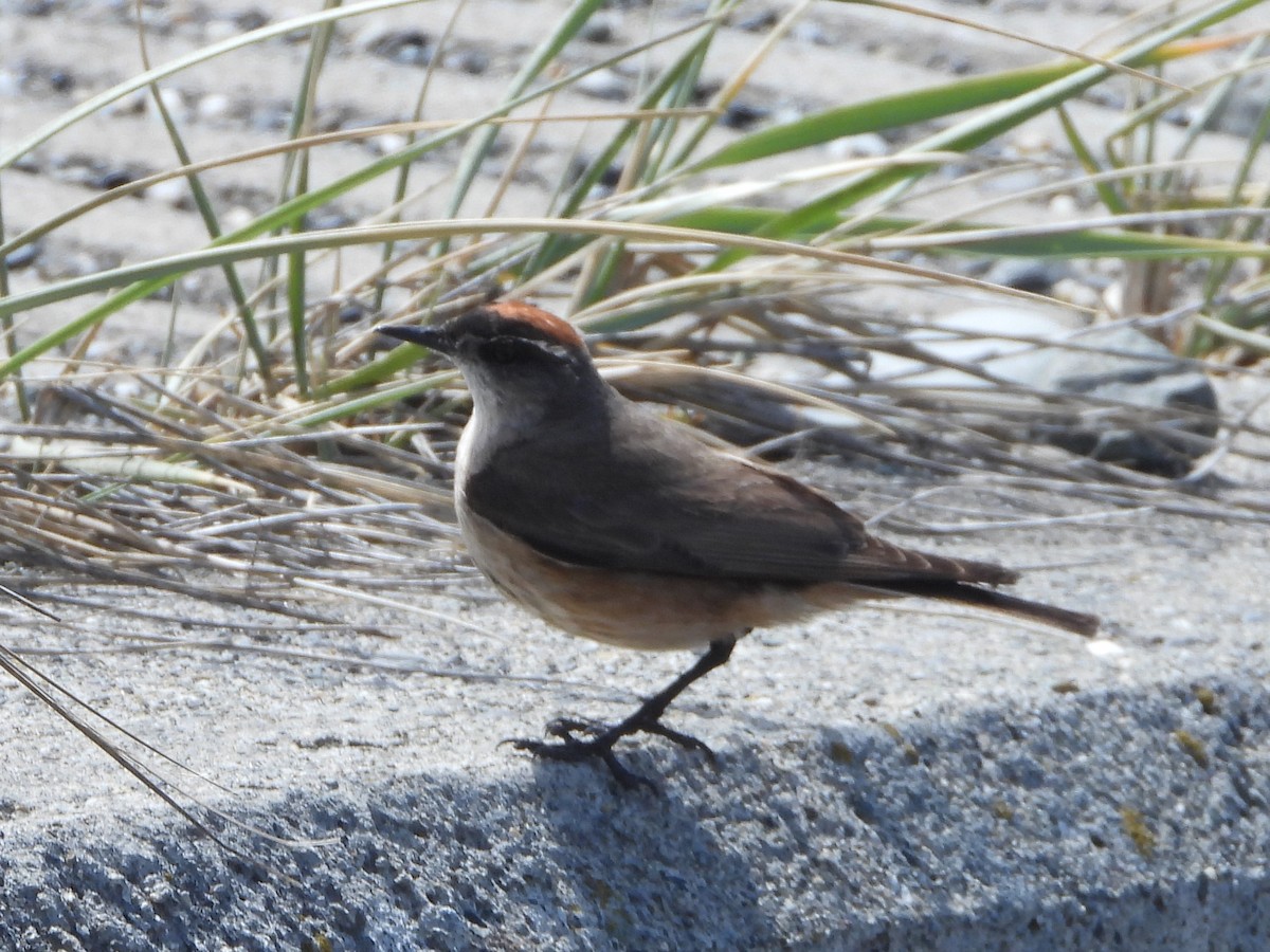 kanelmarktyrann - ML646607685