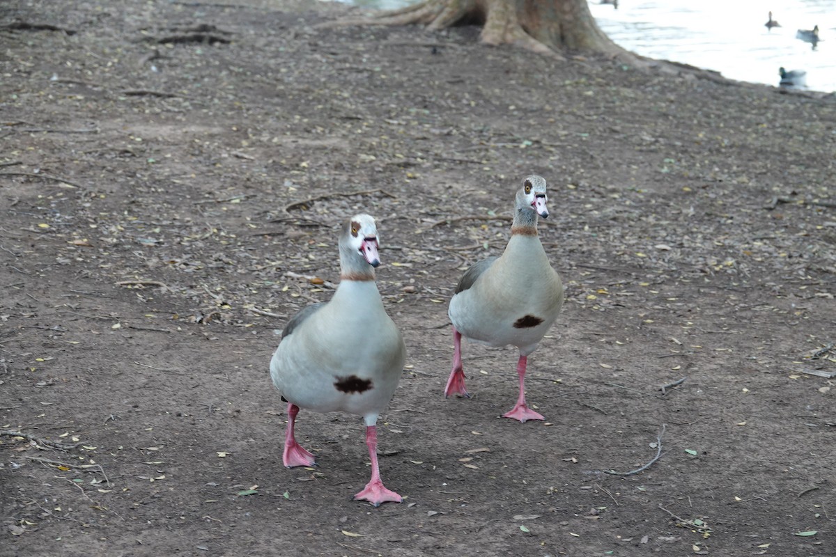 Egyptian Goose - ML646607687
