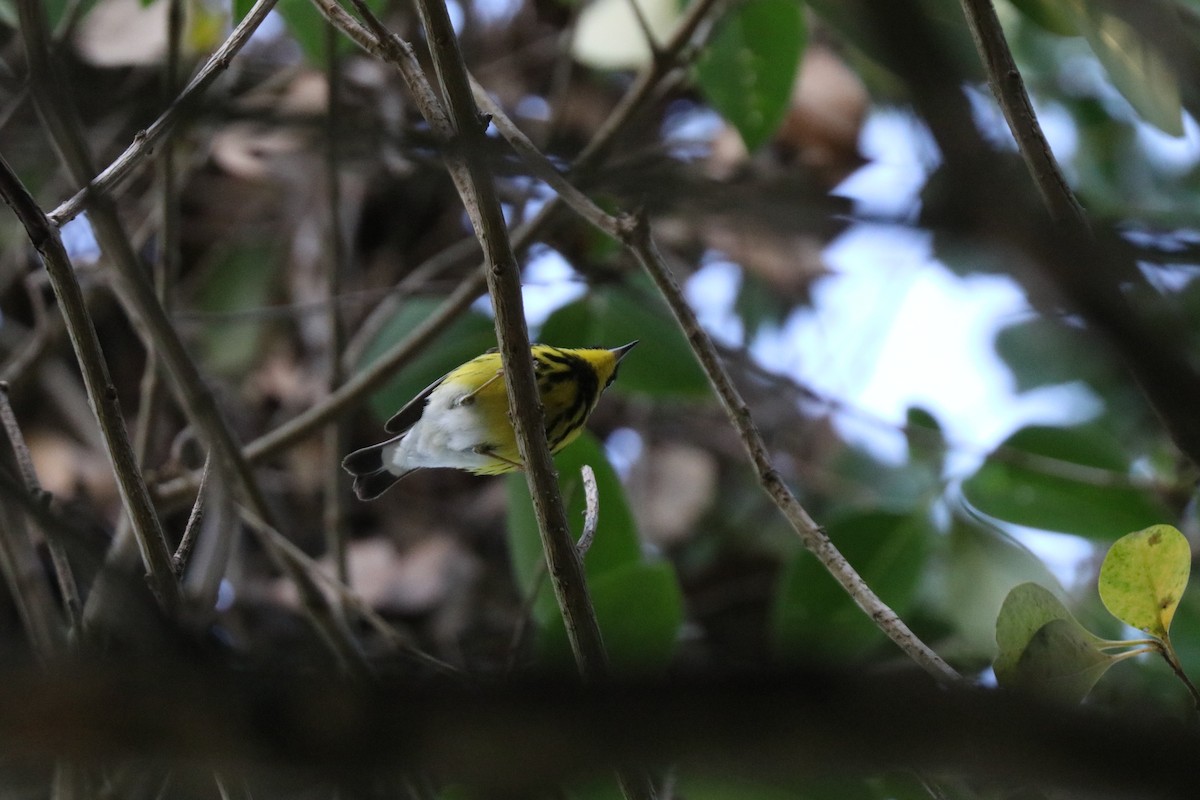 Magnolia Warbler - ML646607689