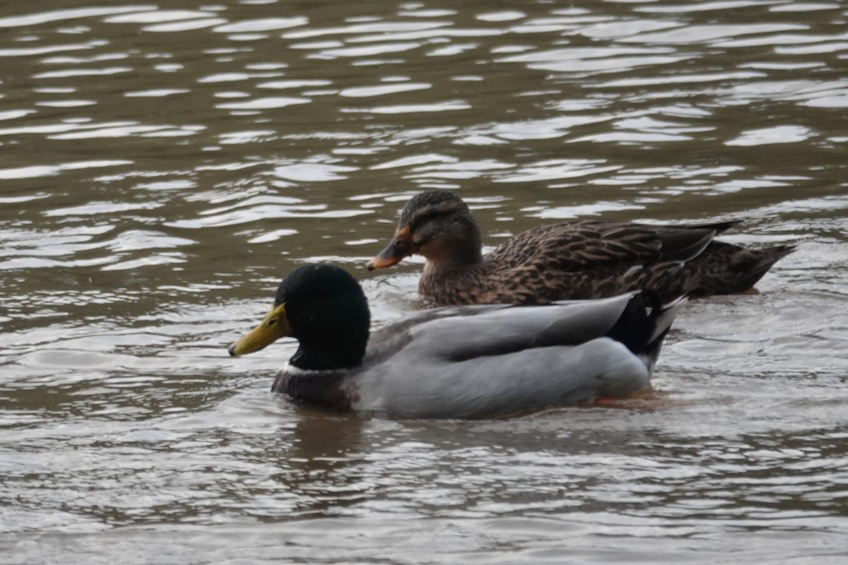 Mallard (Domestic type) - ML646607693