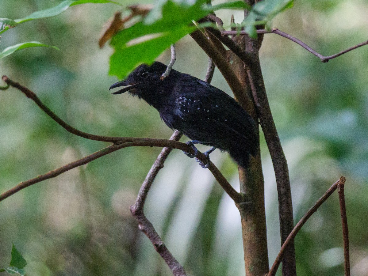 Сорокуш коста-риканський - ML646607694