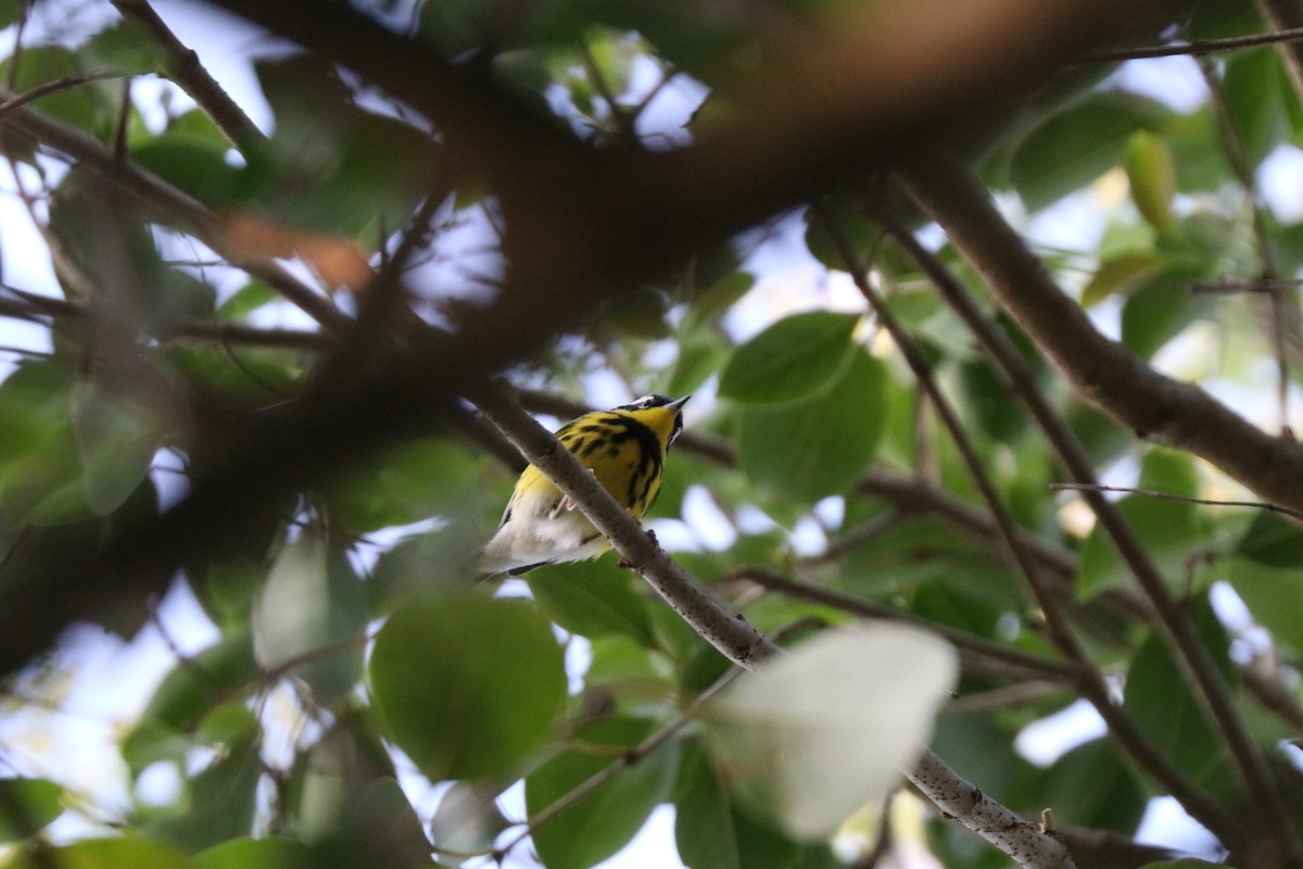 Magnolia Warbler - ML646607695