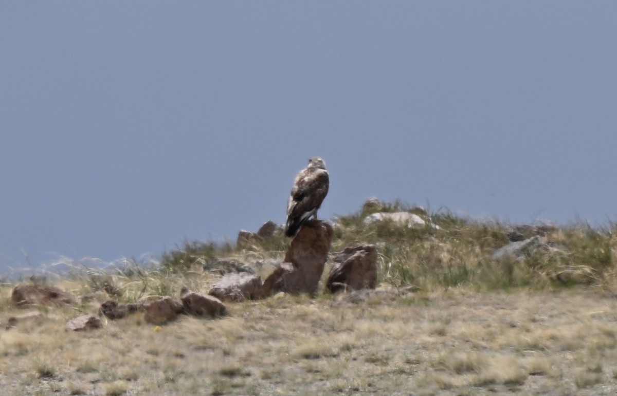 amurvåk - ML646607697