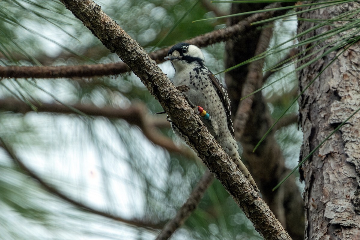 Red-cockaded Woodpecker - ML646607698