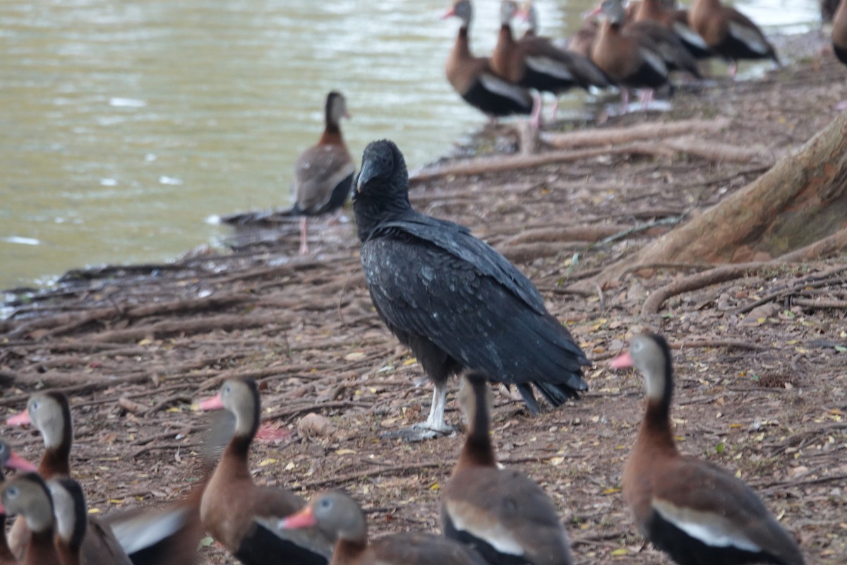 Black Vulture - ML646607706