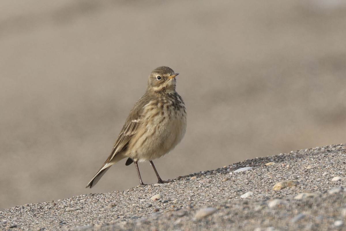 American Pipit - ML646607707