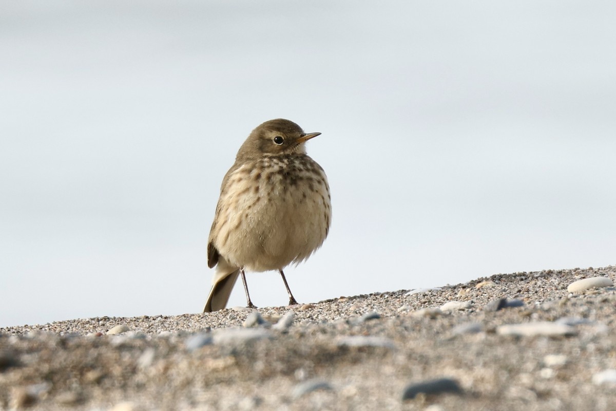 American Pipit - ML646607708
