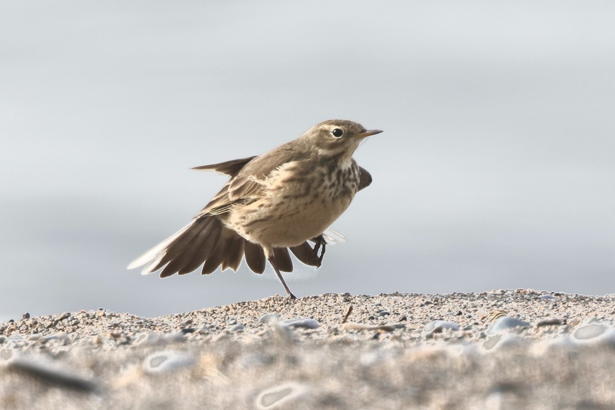 American Pipit - ML646607709