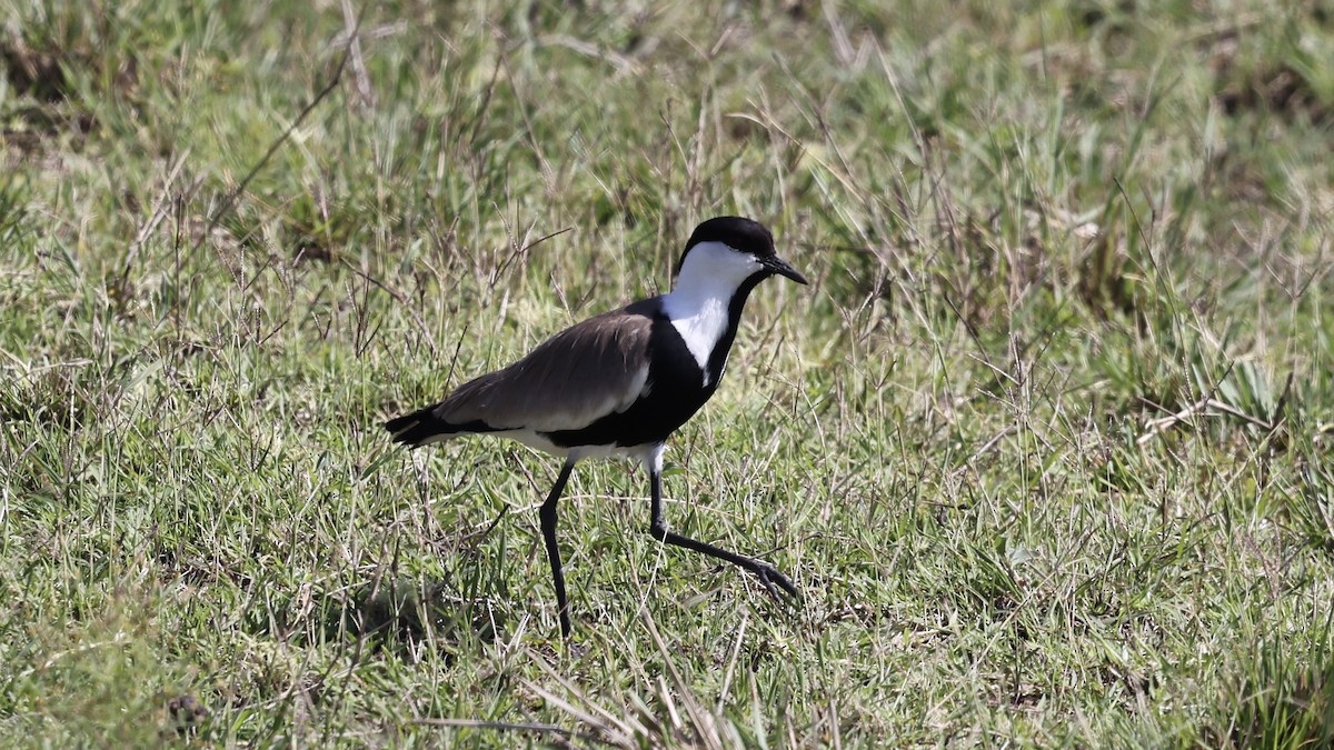 Vanneau à éperons - ML646607713