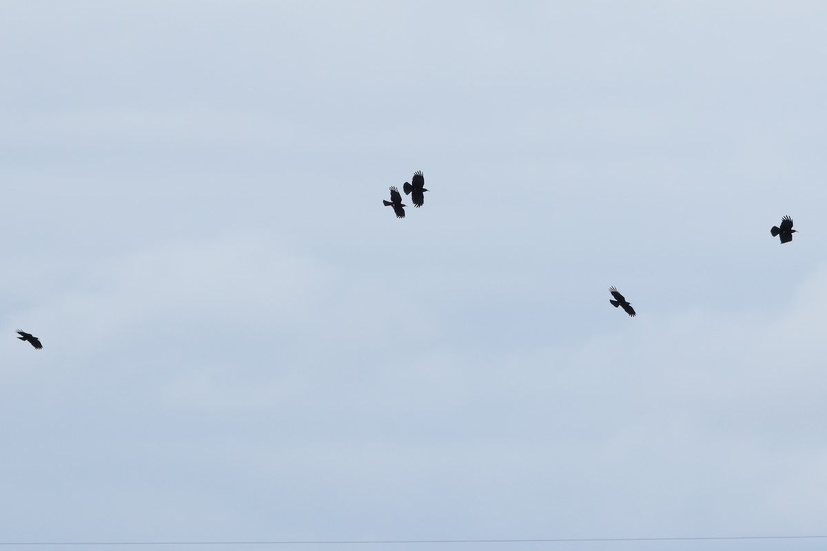 Red-billed Chough - ML646607714